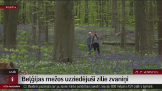 Beļģijas mežos uzziedējuši zilie zvaniņi