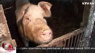 Чума свиней - Дагда