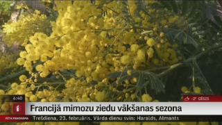 Francijā mimozu ziedu vākšanas sezona