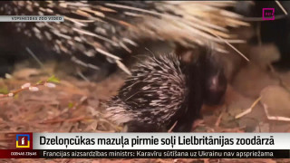 Dzeloņcūkas mazuļa pirmie soļi Lielbritānijas zoodārzā