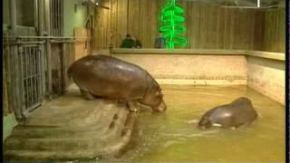 Nīlzirgi tiek pie jaunām mājām Rīgas Zoo