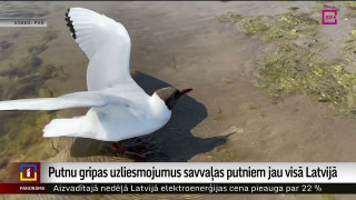 Putnu gripa savvaļas putniem konstatēta teju visā Latvijā