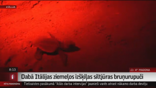 Dabā Itālijas ziemeļos izšķiļas siltjūras bruņurupuči