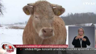 Turcijā ir pieprasījums pēc Latvijā audzētiem gaļas liellopiem