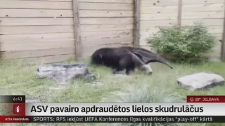 ASV pavairo apdraudētos lielos skudrulāčus