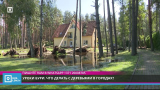 Уроки бури. Что делать с деревьями в городах?