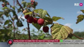 Сельскому хозяйству не хватает рабочих рук