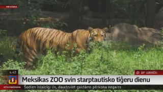 Meksikas zoodārzā svin starptautisko tīģeru dienu