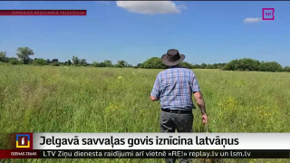 Jelgavā savvaļas govis iznīcina latvāņus