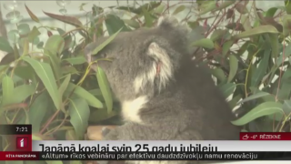Japānā koalai svin 25 gadu jubileju