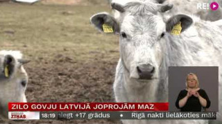 Zilo govju Latvijā joprojām maz