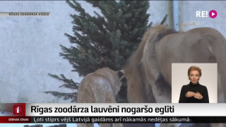 Rīgas zoodārza lauvēni nogaršo eglīti