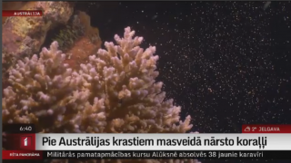 Pie Austrālijas krastiem masveidā nārsto koraļļi