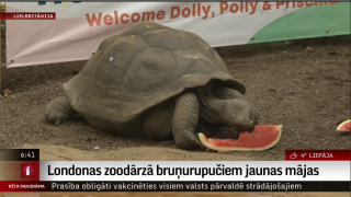 Londonas zoodārzā bruņurupučiem jaunas mājas