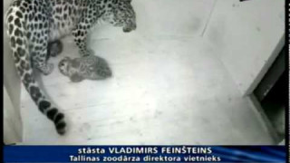 Interneta tiešraidē rāda Amūras leopardiņus