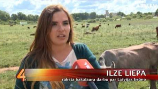 Kāpēc Latvijas pļavās vairs neganās Latvijas brūnās govis?