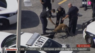 ASV policisti aiztur ķenguru