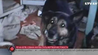 ЧП на Югле: собака могла стать жертвой жестокости