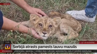 Serbijā atrasts pamests lauvu mazulis