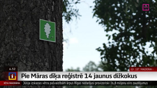 Pie Māras dīķa reģistrē 14 jaunus dižkokus