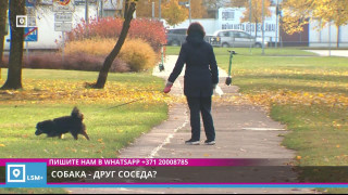 Собака - друг соседа?