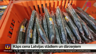 Kāps cena Latvijas stādiem un dārzeņiem