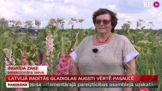 Latvijā radītās gladiolas augsti vērtē pasaulē