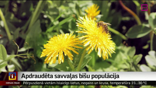 Apdraudēta savvaļas bišu populācija