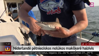 Nīderlandē pētnieciskos nolūkos makšķerē haizivis