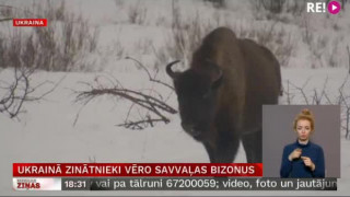 Ukrainā zinātnieki vēro savvaļas bizonus