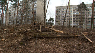 Kāpēc "Rīgas meži" pēc koku izzāģēšanas atstāj aiz sevis postažu?