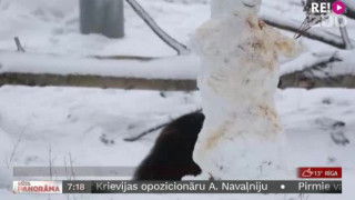 Helsinkos zoodārzā dzīvniekiem uzveļ īpašu sniegavīru