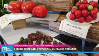 В музее природы открылась выставка томатов