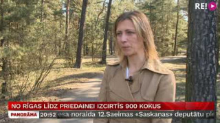 No Rīgas līdz Priedainei izcirtīs 900 kokus