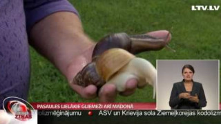 Pasaules lielākie gliemeži arī Madonā