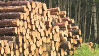 Vai meža īpašniekam izdosies atgūt gandrīz 12 000 eiro par kokmateriāliem?