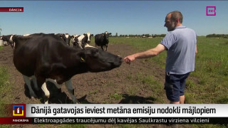 Dānijā gatavojas ieviest metāna emisiju nodokli mājlopiem