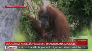 Zoodārzā  Anglijā piedzimis orangutana mazulis