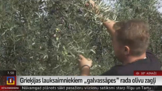 Grieķijas lauksaimniekiem "galvassāpes" rada olīvu zagļi