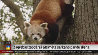 Zagrebas zoodārzā atzīmēta sarkano pandu diena