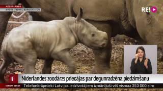 Nīderlandes zoodārzs priecājas par degunradzēna piedzimšanu