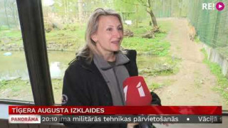 Tīģera Augusta izklaides