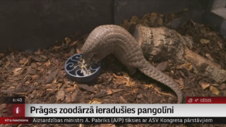 Prāgas zoodārzā ieradušies pangolīni