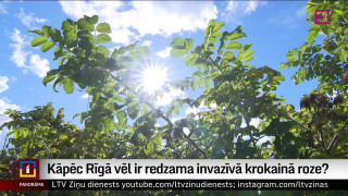 Kāpēc Rīgā vēl ir redzama invazīvā krokainā roze?