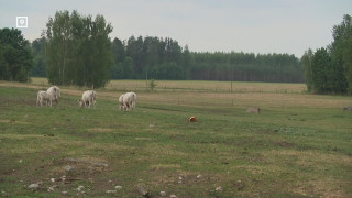 ЗАСУХА УБИВАЕТ МОЛОЧНУЮ ОТРАСЛЬ