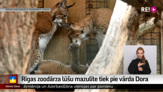 Rīgas zoodārza lūšu mazulīte tiek pie vārda Dora