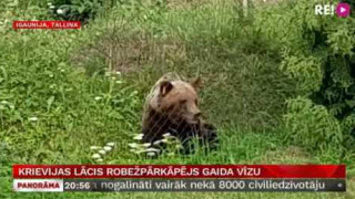 Krievijas lācis robežpārkāpējs gaida vīzu