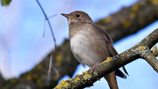 Kāpēc ir jāklausās un jāieraksta putnu dziesmas?