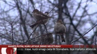 Manīti putni, kuri Latvijā ziemā neuzturas