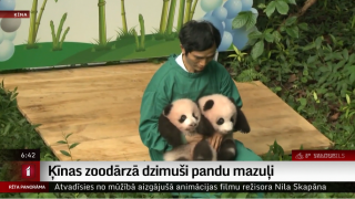 Ķīnas zoodārzā dzimuši pandu mazuļi